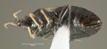 Media type: image;   Entomology 619177 Aspect: habitus ventral view